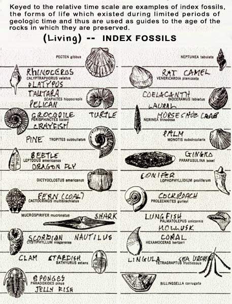 Index Fossils - some are still alive today.